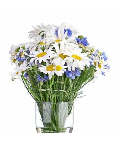 First Whisper of Spring Daisy Bouquet