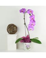 Floral Treasures Exotic Orchid Plant