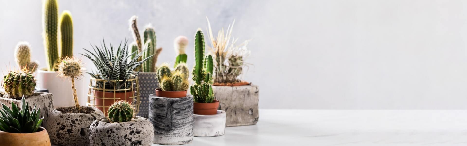Cacti & Succulents Delivered to America